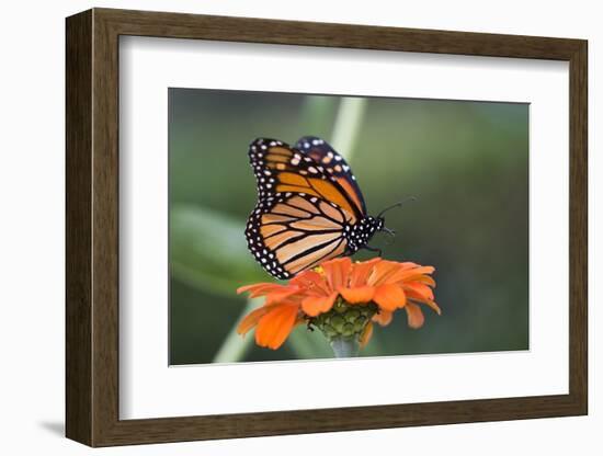 Monarch Butterfly-null-Framed Photographic Print