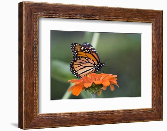 Monarch Butterfly-null-Framed Photographic Print