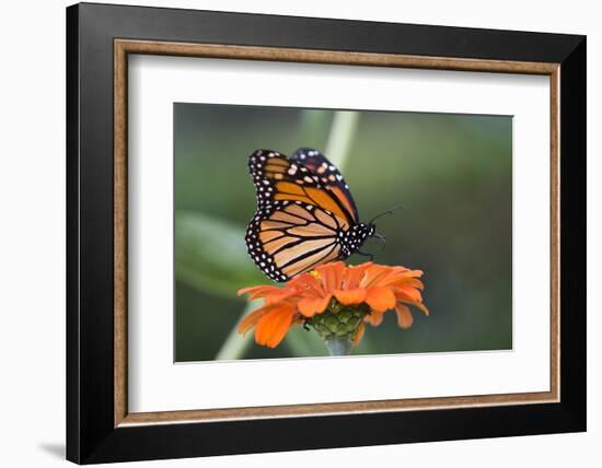 Monarch Butterfly-null-Framed Photographic Print