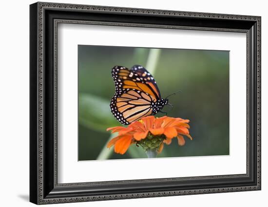 Monarch Butterfly-null-Framed Photographic Print