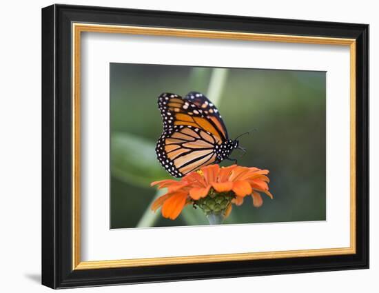 Monarch Butterfly-null-Framed Photographic Print