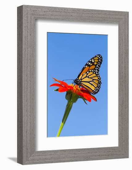 Monarch Butterfly-Lynn M^ Stone-Framed Photographic Print