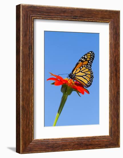 Monarch Butterfly-Lynn M^ Stone-Framed Photographic Print