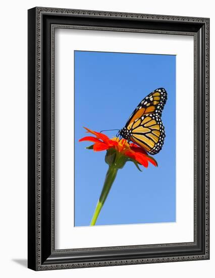 Monarch Butterfly-Lynn M^ Stone-Framed Photographic Print