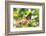 Monarch Butterfly-Lynn M^ Stone-Framed Photographic Print