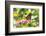 Monarch Butterfly-Lynn M^ Stone-Framed Photographic Print