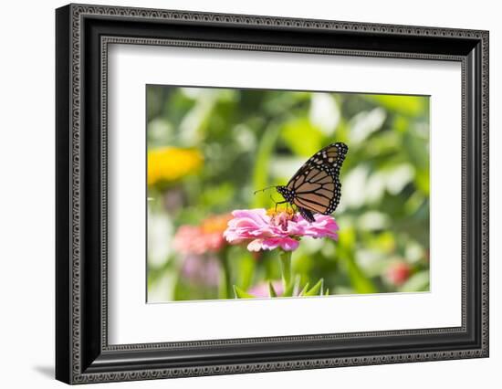 Monarch Butterfly-Lynn M^ Stone-Framed Photographic Print