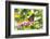 Monarch Butterfly-Lynn M^ Stone-Framed Photographic Print