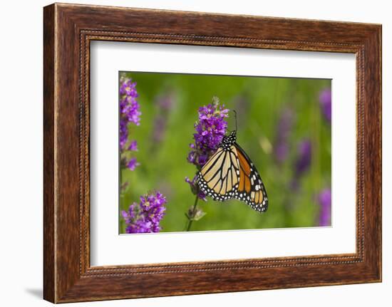 Monarch Butterfly-Lynn M^ Stone-Framed Photographic Print