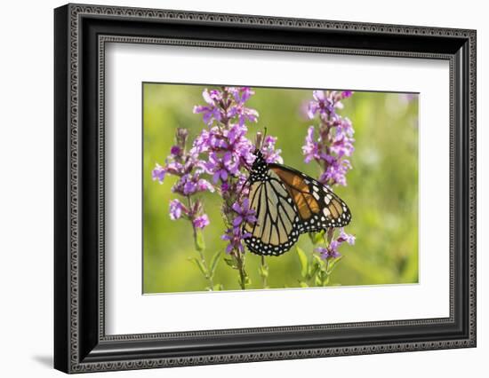 Monarch Butterfly-Lynn M^ Stone-Framed Photographic Print