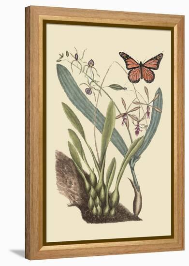 Monarch Butterfly-Mark Catesby-Framed Stretched Canvas