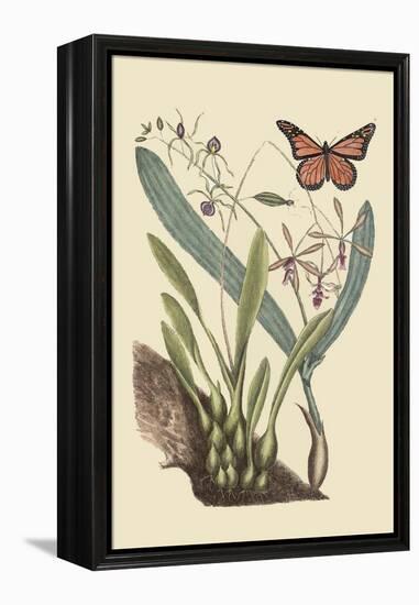 Monarch Butterfly-Mark Catesby-Framed Stretched Canvas