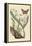 Monarch Butterfly-Mark Catesby-Framed Stretched Canvas