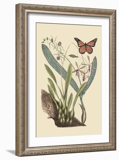 Monarch Butterfly-Mark Catesby-Framed Art Print