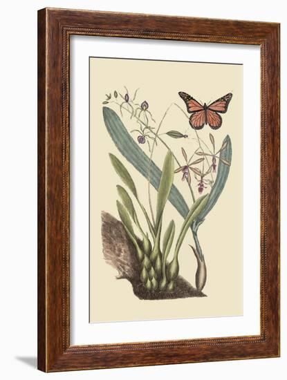 Monarch Butterfly-Mark Catesby-Framed Art Print
