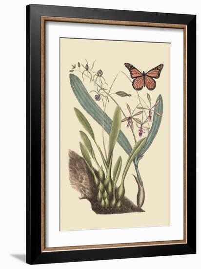 Monarch Butterfly-Mark Catesby-Framed Art Print