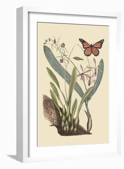 Monarch Butterfly-Mark Catesby-Framed Art Print