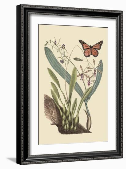 Monarch Butterfly-Mark Catesby-Framed Art Print