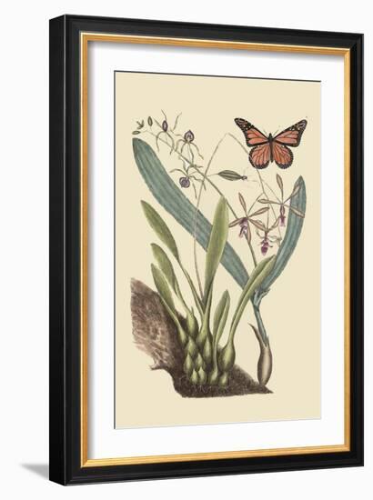 Monarch Butterfly-Mark Catesby-Framed Art Print