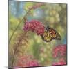 Monarch Butterfly-John Zaccheo-Mounted Giclee Print