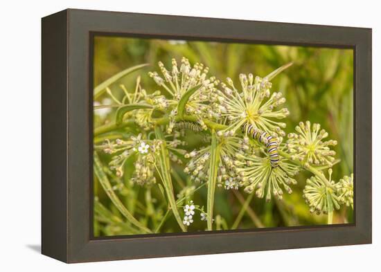 Monarch caterpillar on Green Milkweed-Richard and Susan Day-Framed Premier Image Canvas