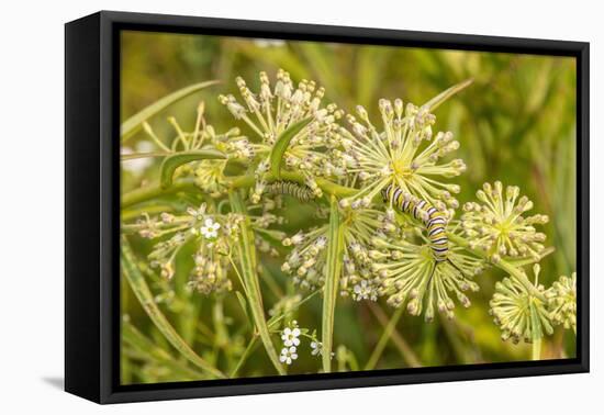 Monarch caterpillar on Green Milkweed-Richard and Susan Day-Framed Premier Image Canvas