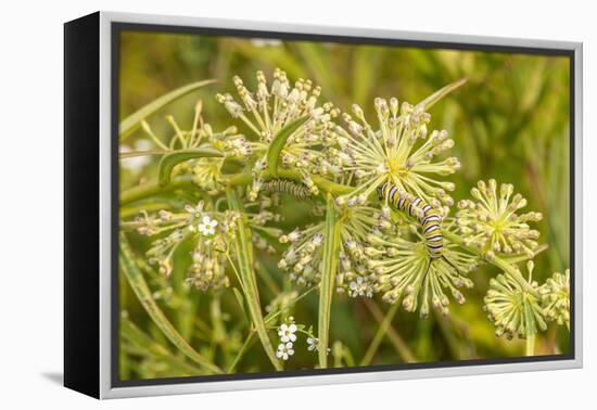 Monarch caterpillar on Green Milkweed-Richard and Susan Day-Framed Premier Image Canvas