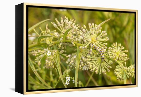 Monarch caterpillar on Green Milkweed-Richard and Susan Day-Framed Premier Image Canvas