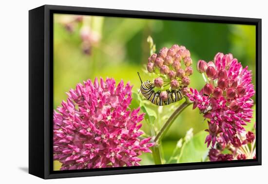 Monarch caterpillar on purple milkweed-Richard and Susan Day-Framed Premier Image Canvas