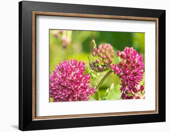 Monarch caterpillar on purple milkweed-Richard and Susan Day-Framed Photographic Print