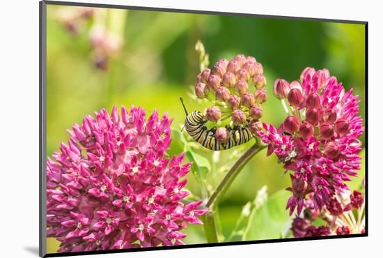 Monarch caterpillar on purple milkweed-Richard and Susan Day-Mounted Photographic Print