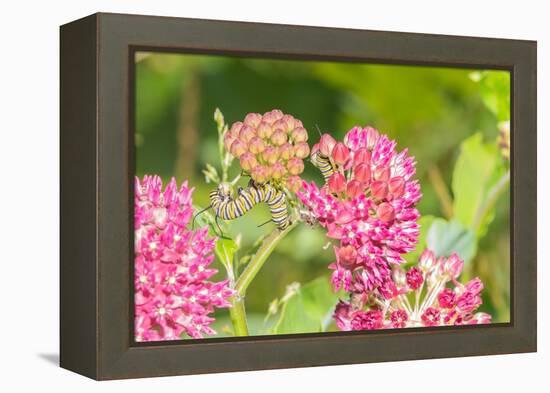 Monarch caterpillar on purple milkweed-Richard and Susan Day-Framed Premier Image Canvas