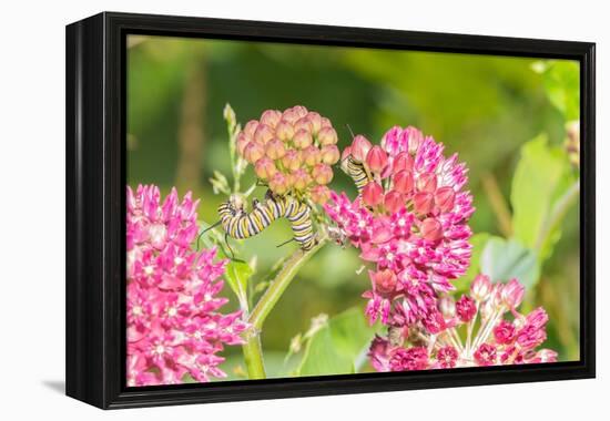 Monarch caterpillar on purple milkweed-Richard and Susan Day-Framed Premier Image Canvas