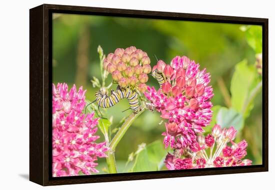 Monarch caterpillar on purple milkweed-Richard and Susan Day-Framed Premier Image Canvas