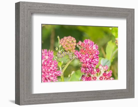 Monarch caterpillar on purple milkweed-Richard and Susan Day-Framed Photographic Print