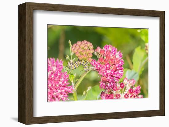 Monarch caterpillar on purple milkweed-Richard and Susan Day-Framed Photographic Print