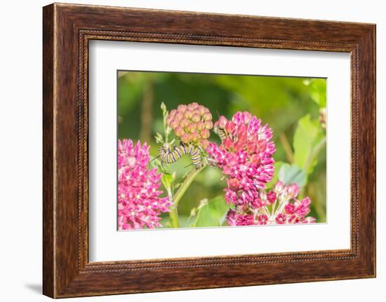 Monarch caterpillar on purple milkweed-Richard and Susan Day-Framed Photographic Print