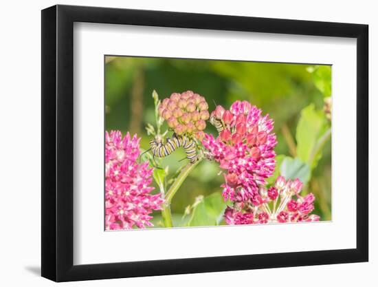 Monarch caterpillar on purple milkweed-Richard and Susan Day-Framed Photographic Print