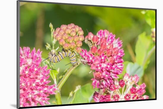 Monarch caterpillar on purple milkweed-Richard and Susan Day-Mounted Photographic Print