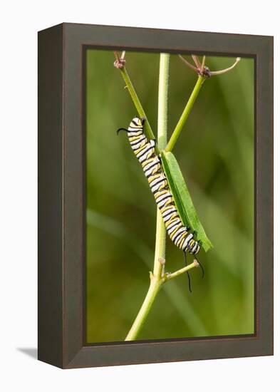 Monarch caterpillar on swamp milkweed-Richard and Susan Day-Framed Premier Image Canvas