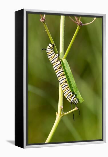 Monarch caterpillar on swamp milkweed-Richard and Susan Day-Framed Premier Image Canvas