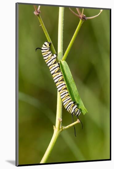 Monarch caterpillar on swamp milkweed-Richard and Susan Day-Mounted Photographic Print