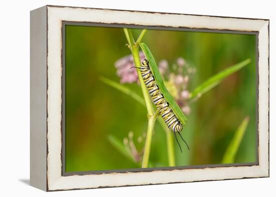 Monarch caterpillar on swamp milkweed-Richard and Susan Day-Framed Premier Image Canvas