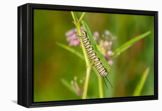 Monarch caterpillar on swamp milkweed-Richard and Susan Day-Framed Premier Image Canvas