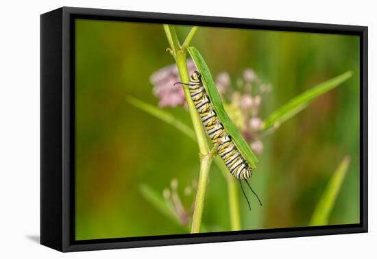 Monarch caterpillar on swamp milkweed-Richard and Susan Day-Framed Premier Image Canvas