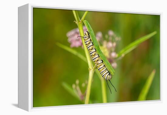 Monarch caterpillar on swamp milkweed-Richard and Susan Day-Framed Premier Image Canvas