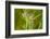 Monarch caterpillar on swamp milkweed-Richard and Susan Day-Framed Photographic Print