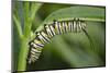 Monarch larvae or caterpillar, Danaus plexippus, Florida-Maresa Pryor-Mounted Photographic Print