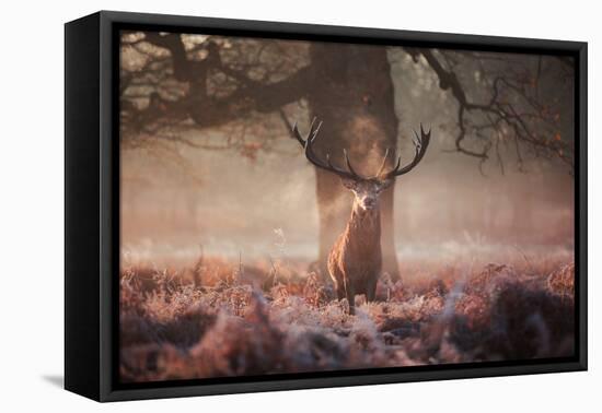 Monarch of the Forest-Alex Saberi-Framed Premier Image Canvas