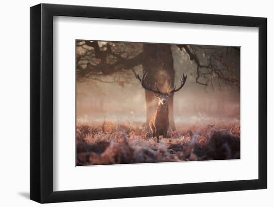 Monarch of the Forest-Alex Saberi-Framed Photographic Print